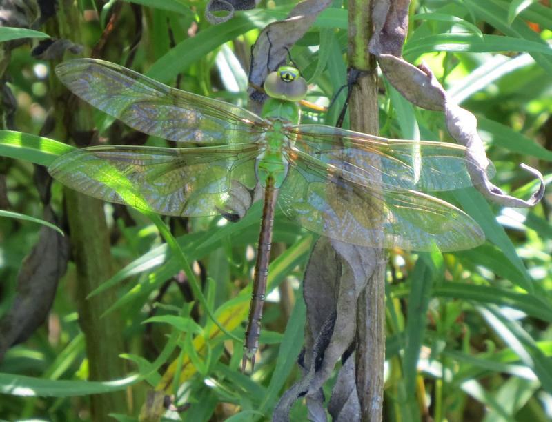 Photo of Common Green Darner