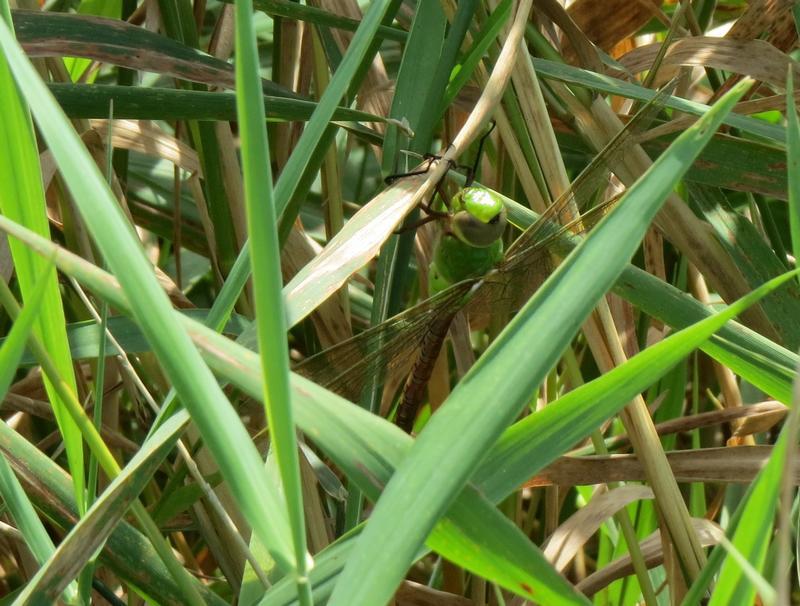 Photo of Common Green Darner