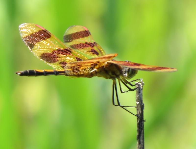 Photo of Halloween Pennant