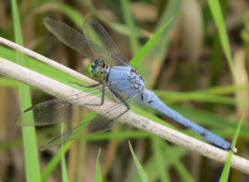 Photo of Eastern Pondhawk