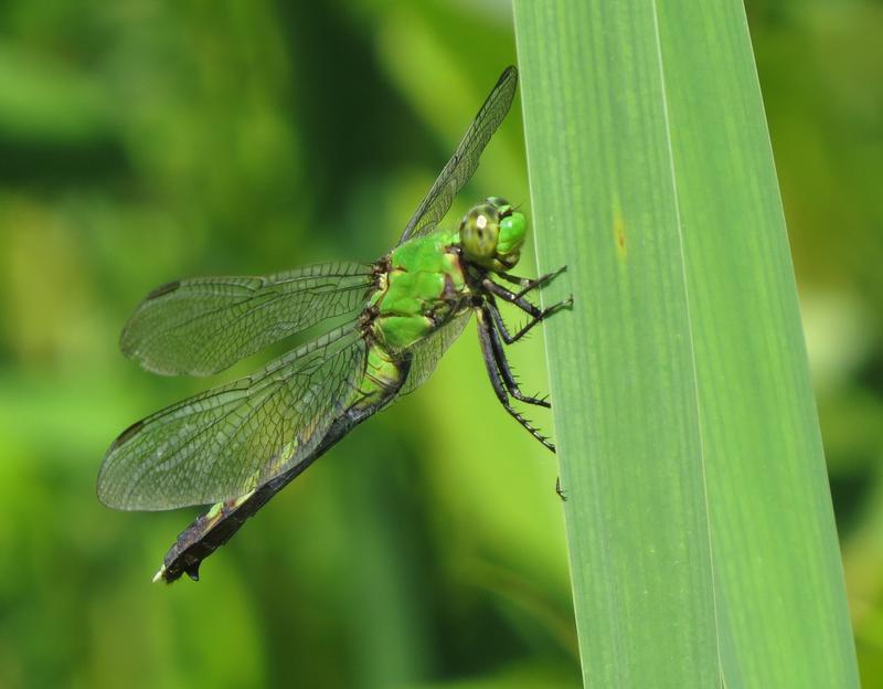 Photo of Eastern Pondhawk