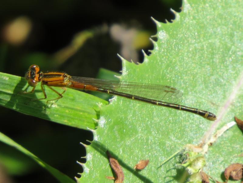 Photo of Eastern Forktail