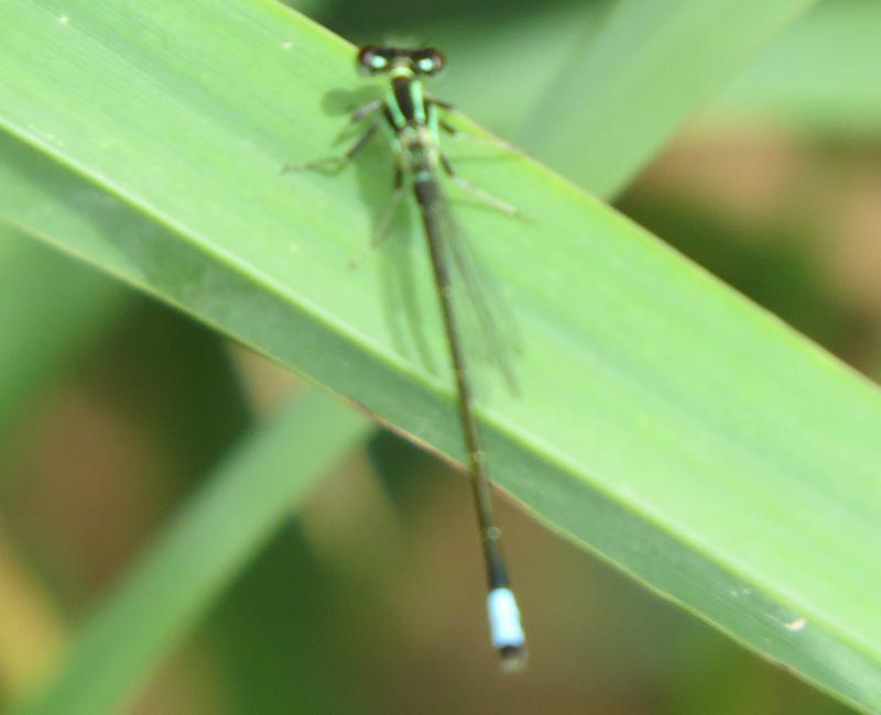Photo of Eastern Forktail