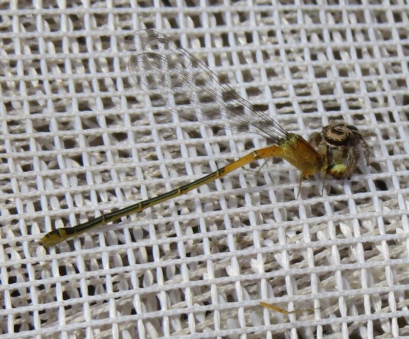 Photo of Eastern Forktail