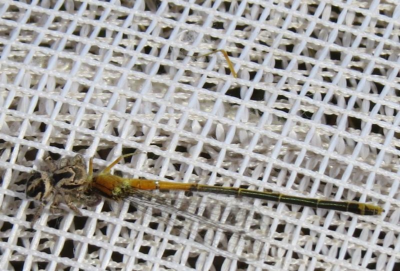 Photo of Eastern Forktail