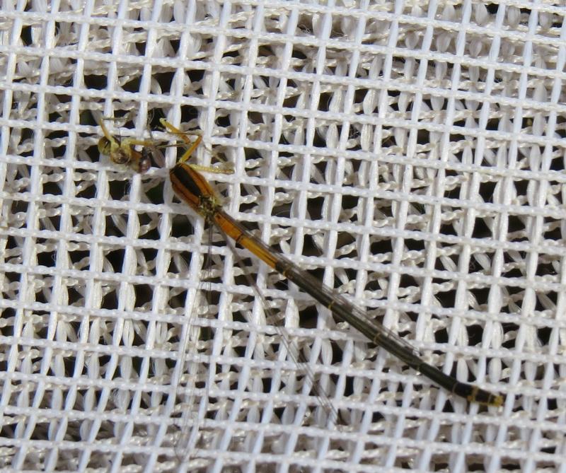 Photo of Eastern Forktail