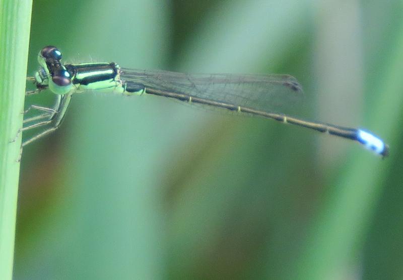 Photo of Eastern Forktail
