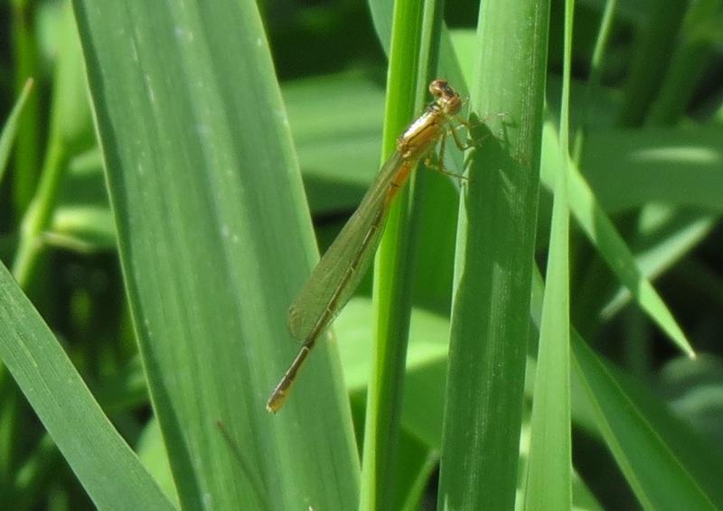 Photo of Eastern Forktail