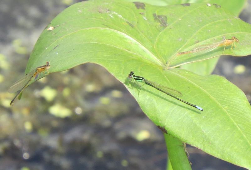 Photo of Eastern Forktail