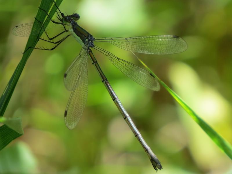 Photo of Elegant Spreadwing