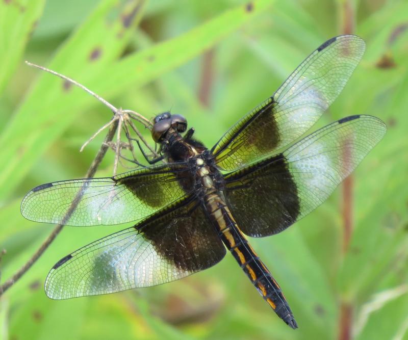 Photo of Widow Skimmer