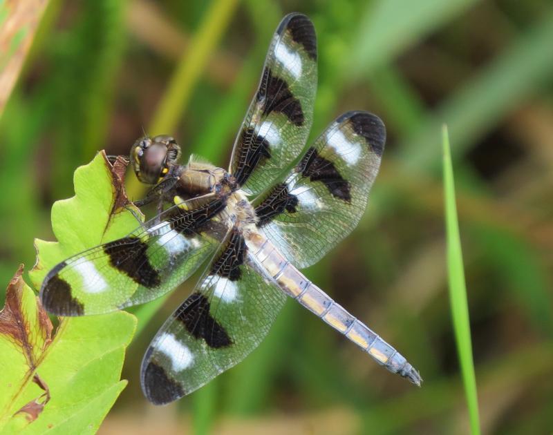 Photo of Twelve-spotted Skimmer