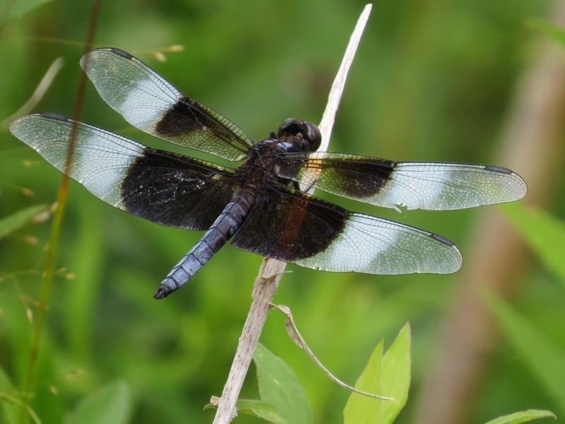 Photo of Widow Skimmer