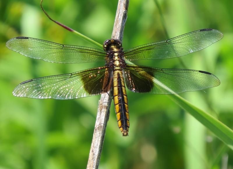 Photo of Widow Skimmer