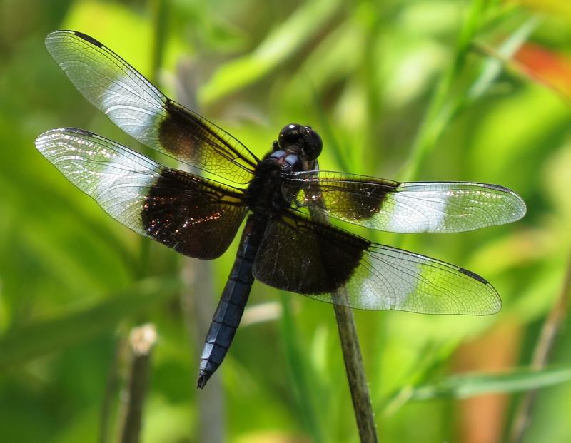 Photo of Widow Skimmer