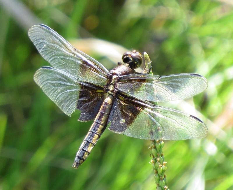 Photo of Widow Skimmer