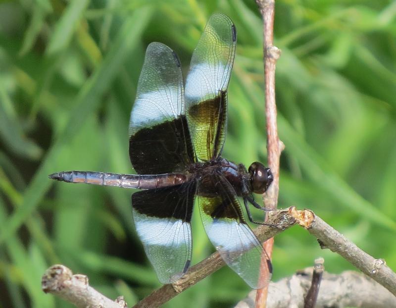 Photo of Widow Skimmer