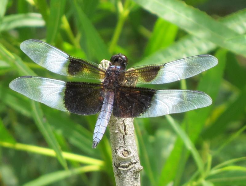 Photo of Widow Skimmer