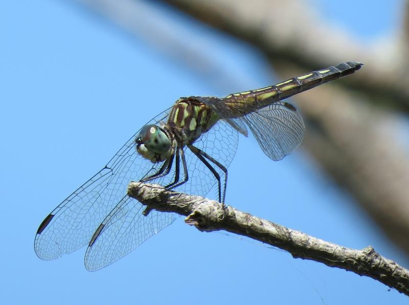 Photo of Blue Dasher