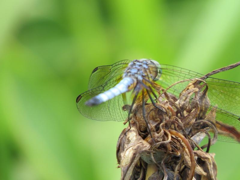 Photo of Blue Dasher