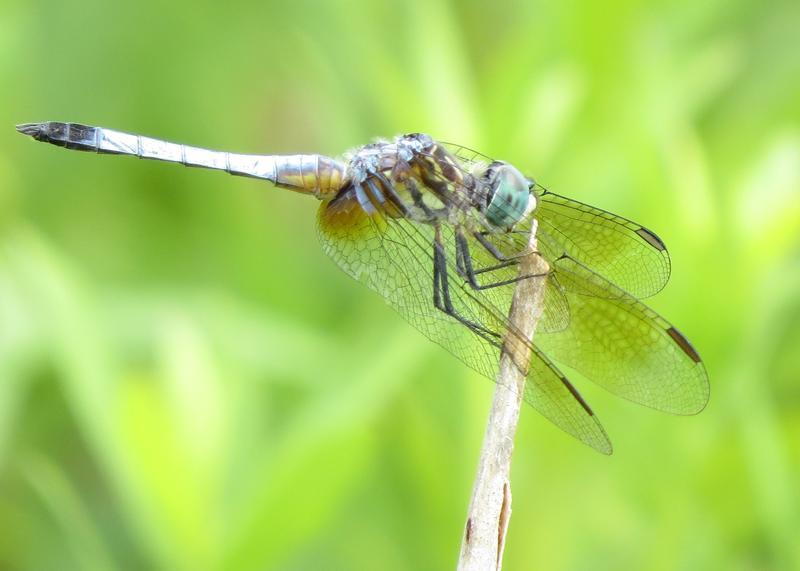 Photo of Blue Dasher