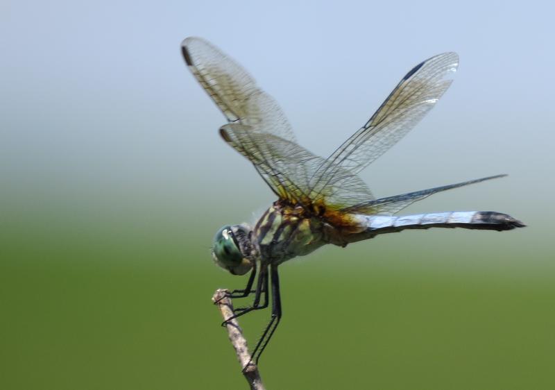 Photo of Blue Dasher