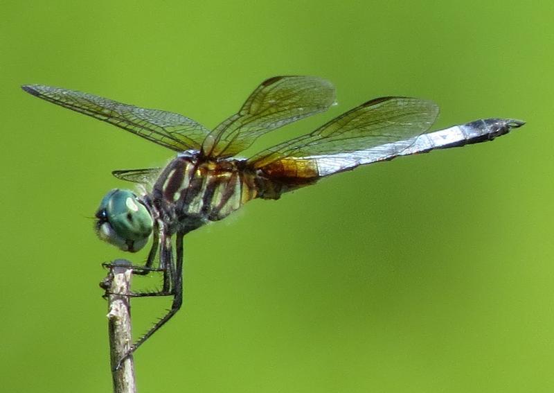 Photo of Blue Dasher