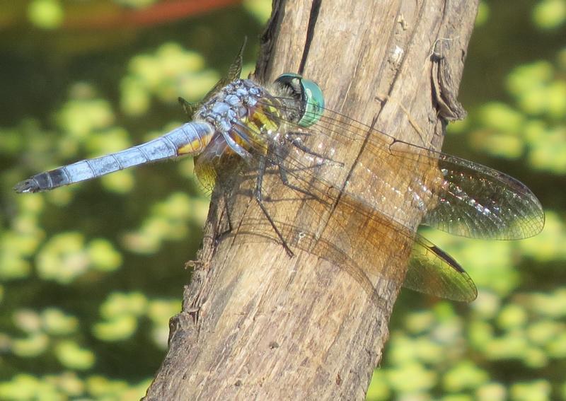 Photo of Blue Dasher
