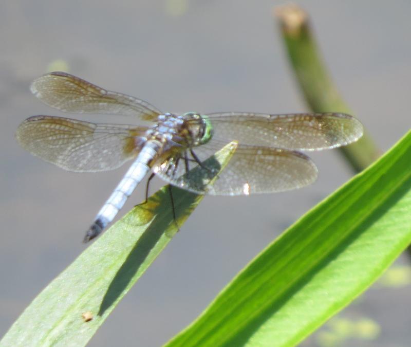 Photo of Blue Dasher