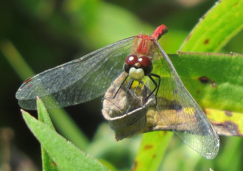 Photo of White-faced Meadowhawk