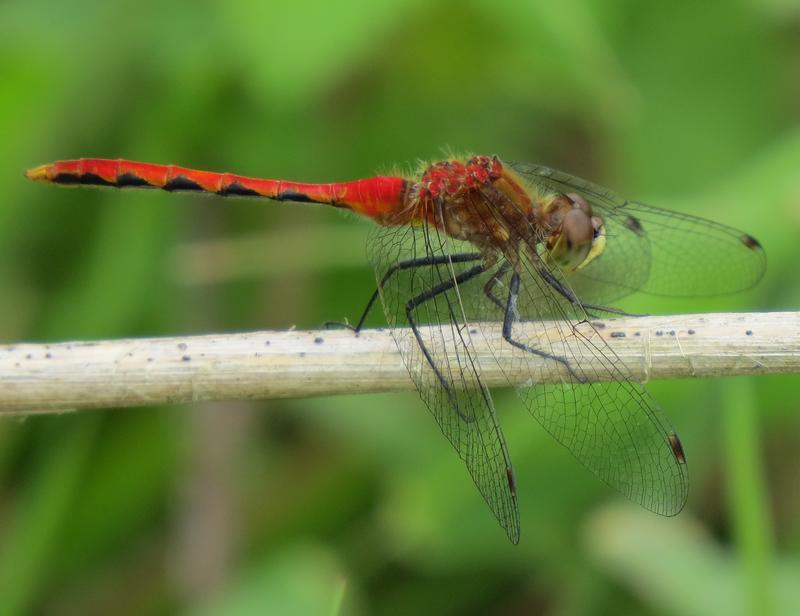 Photo of White-faced Meadowhawk