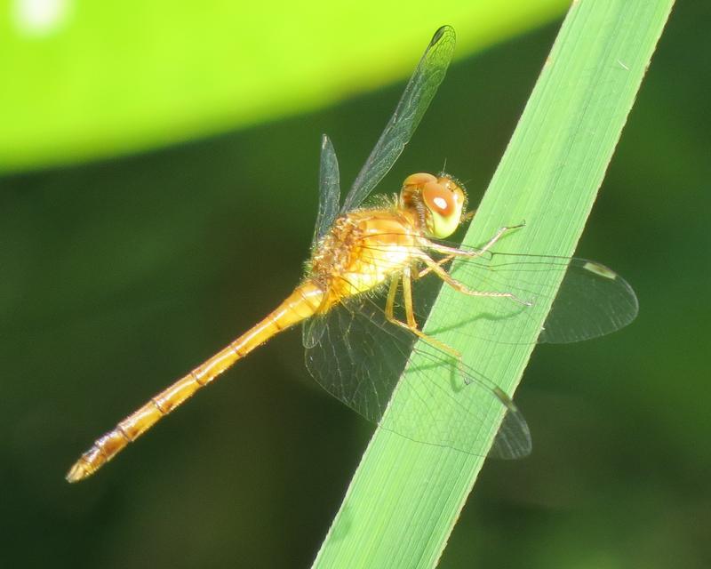 Photo of Autumn Meadowhawk