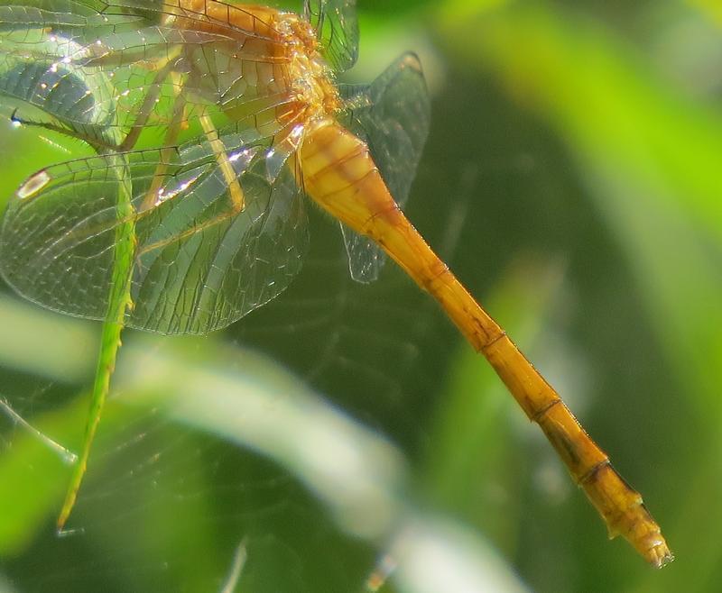 Photo of Autumn Meadowhawk