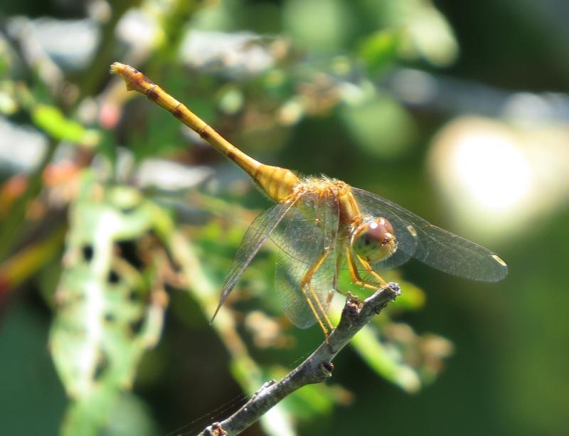 Photo of Autumn Meadowhawk