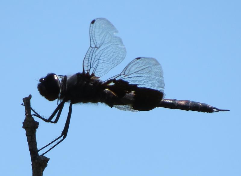 Photo of Black Saddlebags