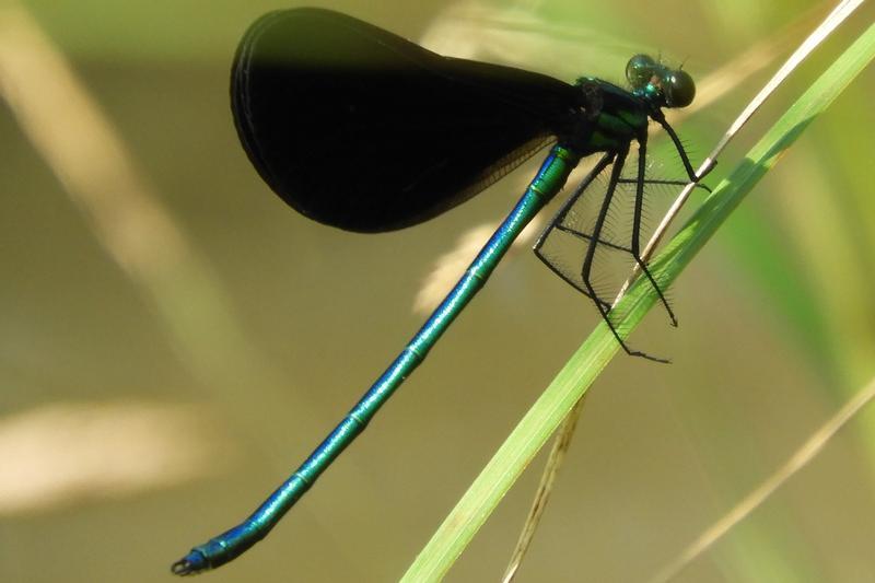 Photo of Ebony Jewelwing