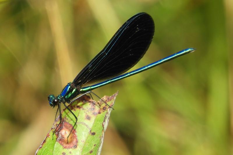 Photo of Ebony Jewelwing