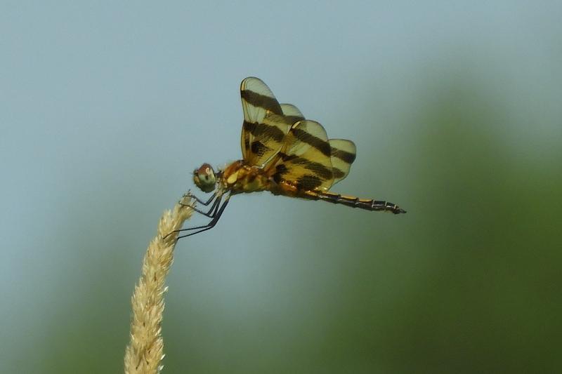 Photo of Halloween Pennant