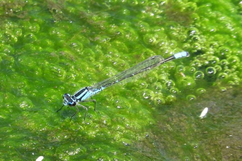 Photo of Skimming Bluet