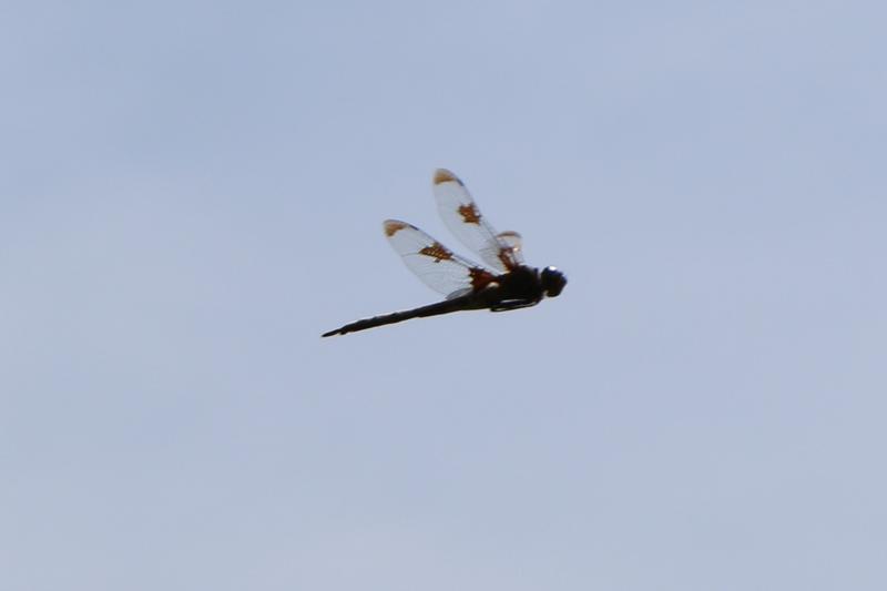Photo of Prince Baskettail