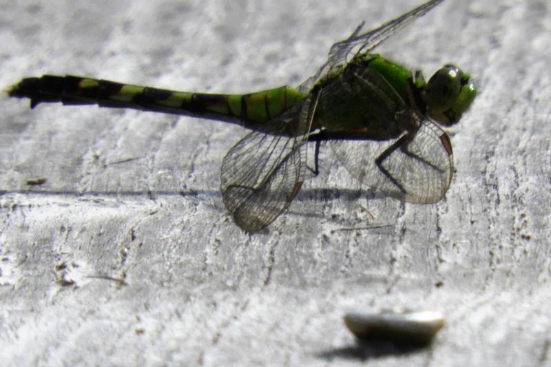 Photo of Eastern Pondhawk
