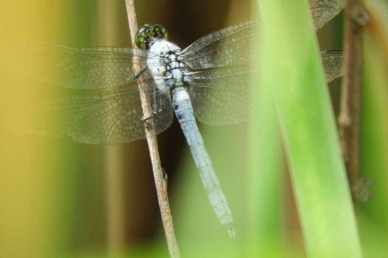 Photo of Eastern Pondhawk