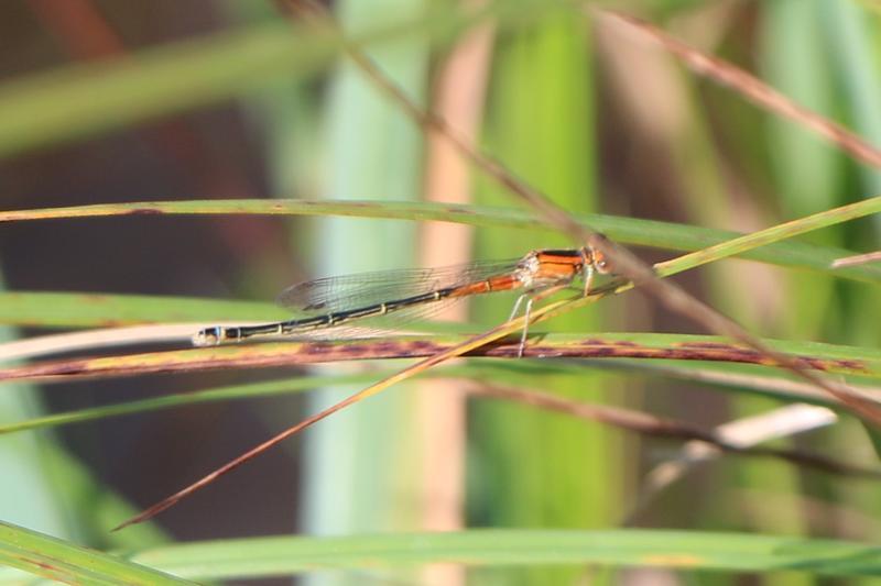 Photo of Eastern Forktail