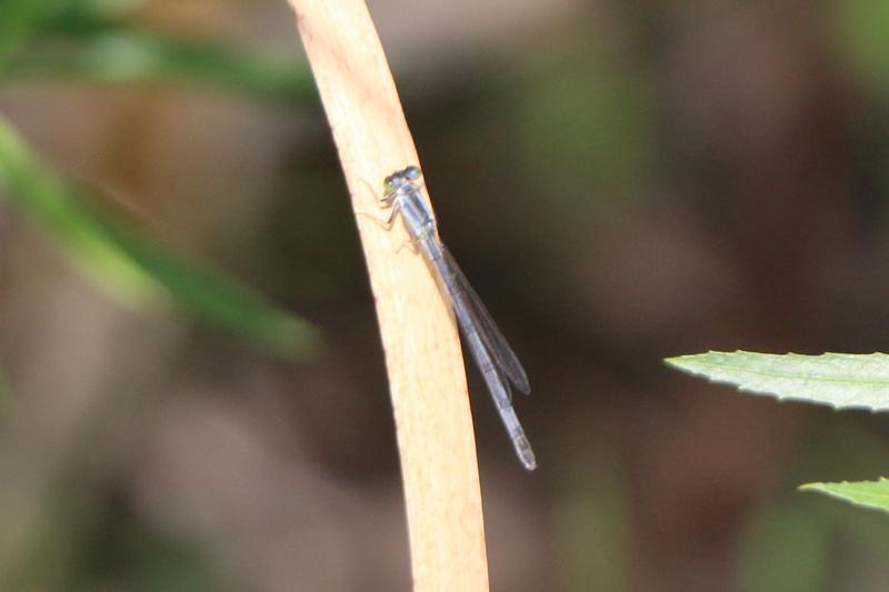 Photo of Eastern Forktail