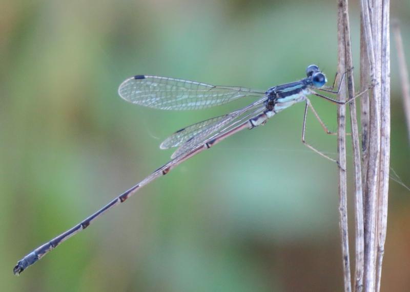 Photo of Slender Spreadwing