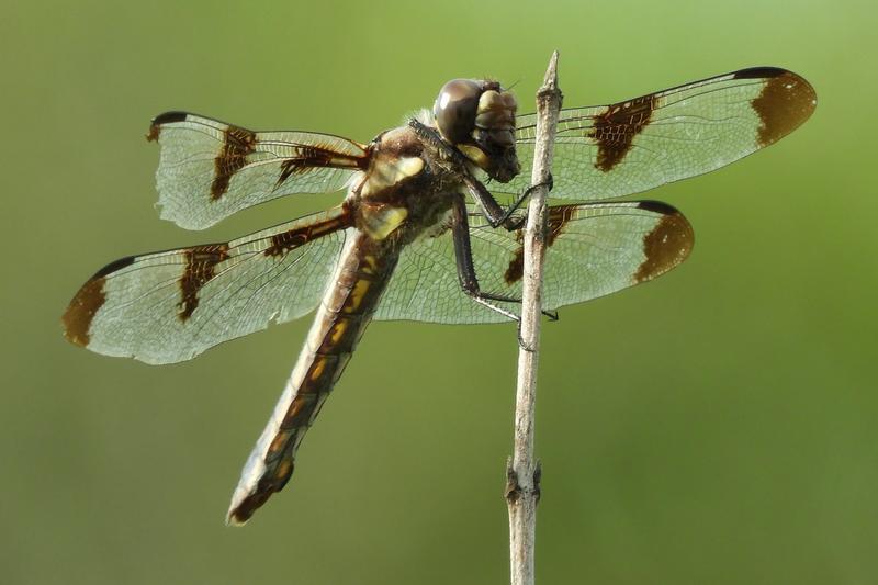 Photo of Twelve-spotted Skimmer