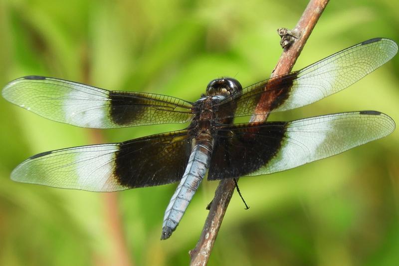 Photo of Widow Skimmer