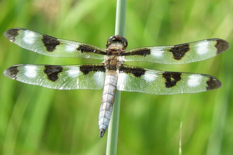 Photo of Twelve-spotted Skimmer