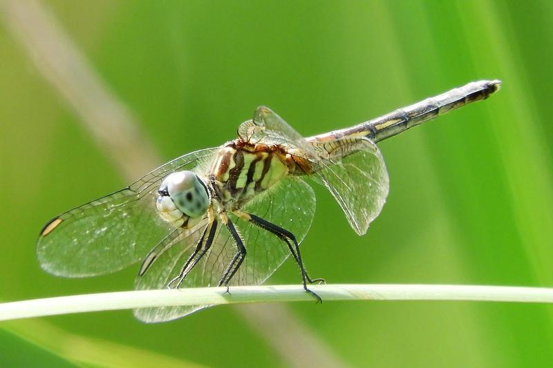 Photo of Blue Dasher