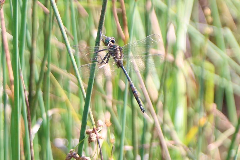 Photo of Hine's Emerald